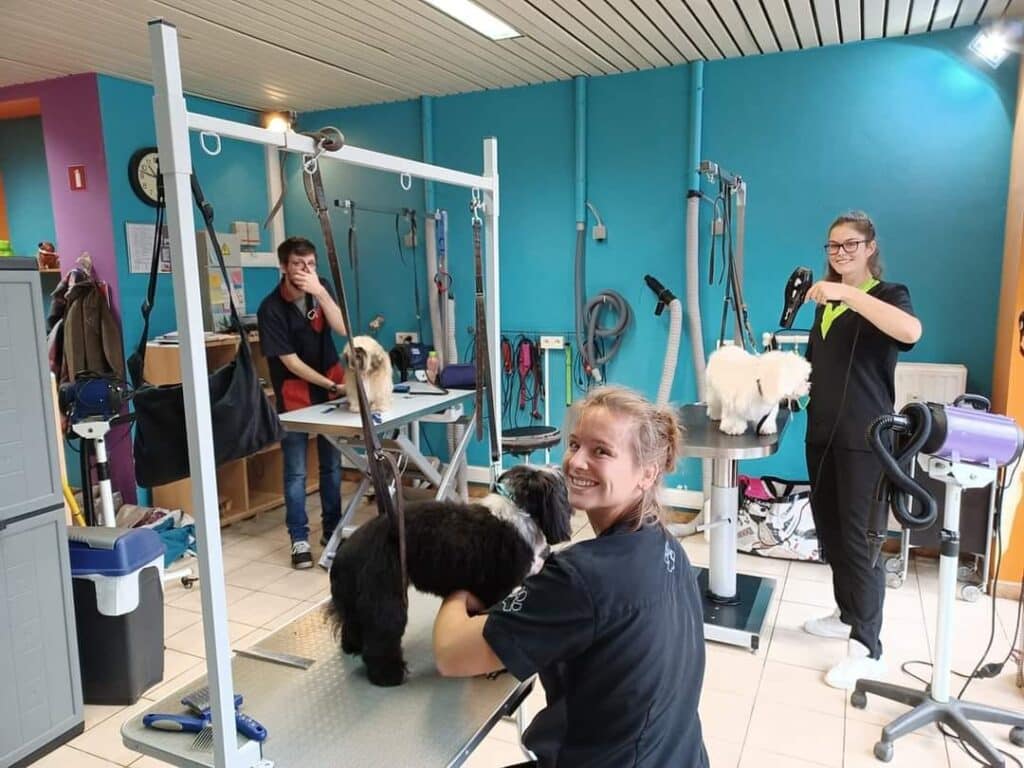 Élèves en atelier de toilettage canin chez Canifed